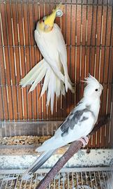 Calopsite taglia XXL