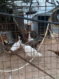 Pavoni bianchi e classici