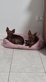 Pinscher nani maschi