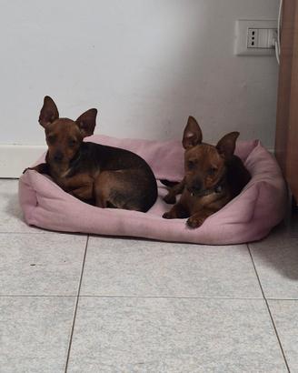 Pinscher nani maschi