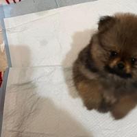Spitz nano tedesco Pomerania