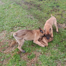 Cucciola Malinois con Pedigree
