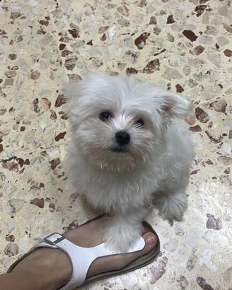 Maltese toy cucciolo 3 mesi
