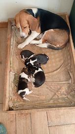 D 7 cucciole di Beagle