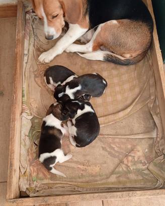 D 7 cucciole di Beagle