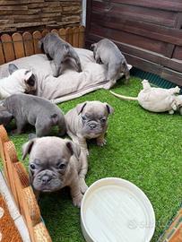 Bulldog francese