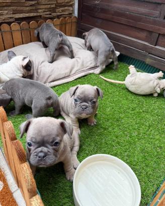 Bulldog francese