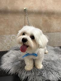 Maltese per monta