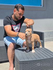 Pitbull Terrier ukc femmina