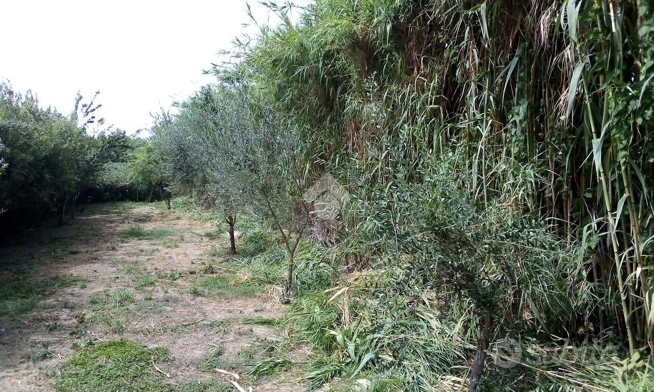 TER. AGRICOLO A TREVIGNANO ROMANO - Altro