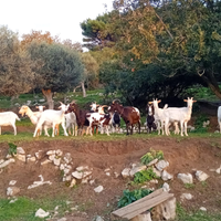 Capre da riproduzione