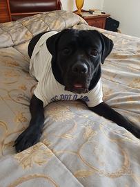 Dolcissimo Cane Corso