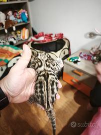 Cucciola di Gatto Bengala 3 mesi