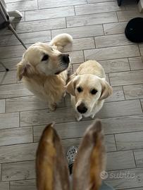 Cuccioli Golden Retriever