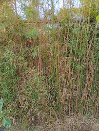 Bulbi di canne di Bamboo 