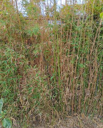 Bulbi di canne di Bamboo 