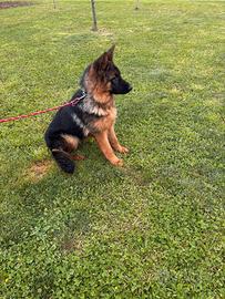 Cucciola Pastore Tedesco