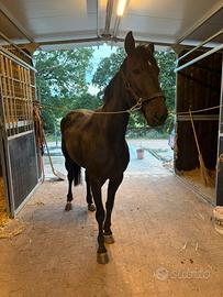Cavalla trottatrice italiana