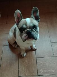 stallone di bulldog francese