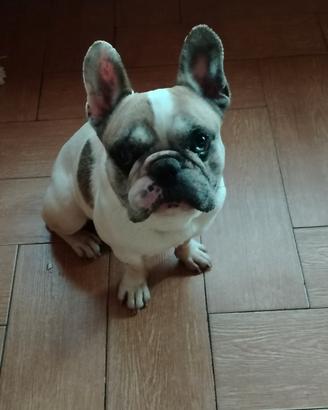 stallone di bulldog francese