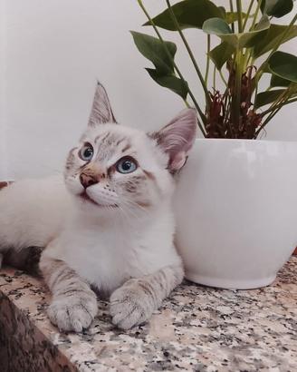 Gattini siamesi tabby point