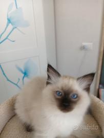 Ragdoll