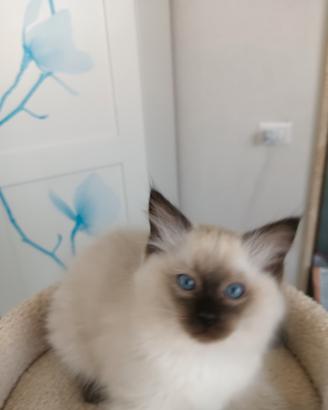 Ragdoll