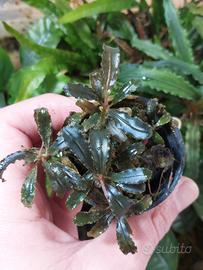 2 vasetti di Bucephalandra "dark blue"