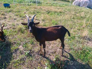 Capretto maschio