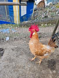 Gallo bionda piemontese