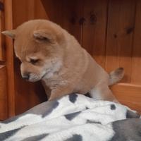 SHIBA INU cuccioli pedigree E.N.C.I