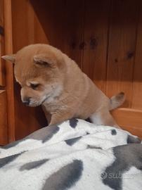 SHIBA INU cuccioli pedigree E.N.C.I