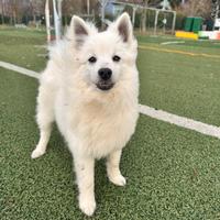 Cucciolo di Volpino Italiano Maschio