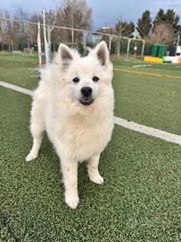 Cucciolo di Volpino Italiano Maschio