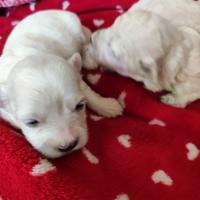 Maltipoo meravigliosi