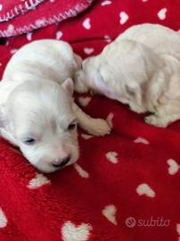 Maltipoo meravigliosi