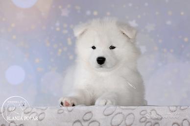 Cuccioli samoiedo