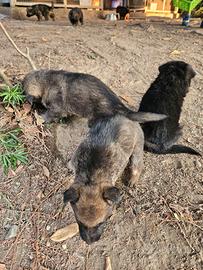 Cuccioli di pastore tedesco dei Grigioni