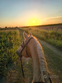 Cavallo