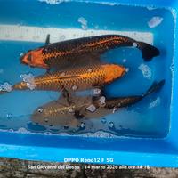 Carpe koi