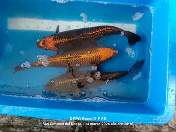 Carpe koi