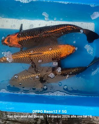 Carpe koi