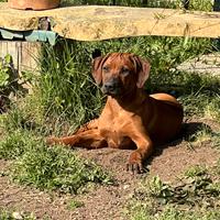 Rhodesian Ridgeback