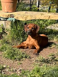 Rhodesian Ridgeback