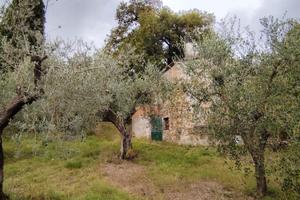 Uliveto potato pronto per la raccolta
