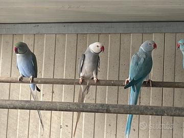 Parrocchetti dal collare