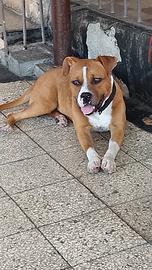 Amstaff