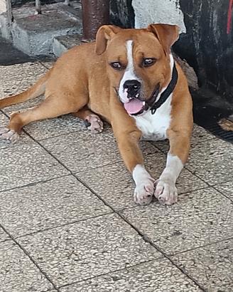 Amstaff