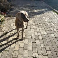 Weimaraner da monta