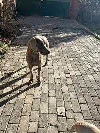 Weimaraner da monta